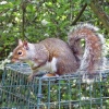 Grey Squirrel on bird feeder as seen from hide at Washington Wetland Centre.