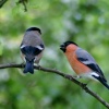Male and female Bullfinch, seen from nature hide at Washington Wetland Centre.