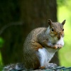 Grey Squirrel on bird feeder at Washington Wetland Centre.