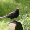 Friendly little Blackbird