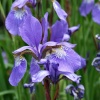 Orchid or iris