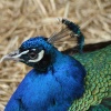 Peacock in Saltwell Park