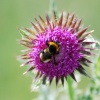 Bumble Bee on a thistle