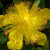 Rose of Sharon