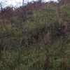 Find the Hare
