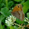 Meadow brown butterfly.