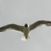 Black Headed Gull flying over Derwentwater.