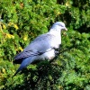 Northamptonshire wood pigeon