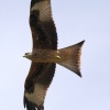 Red Kite, near Ewelme, Oxon.