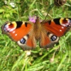 Peacock Butterfly