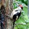 Juvenile Great Spotted Woodpecker as seen from the woodland hide, Washington Wetlands Centre.
