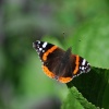 Butterfly at Solva