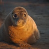 Sunset Seal