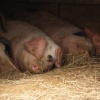 Pigs taking a Sunday afternoon nap, near Brill, Bucks