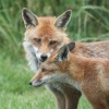 Foxes in the New Forest