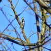 Great spotted woodpecker....dendrocopus major
