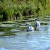 A pair of mute swans....cygnus olor