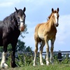 Foal and mare at Howden Dyke