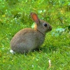 Baby rabbit....oryctolagus cunniculus, at Far Ings.