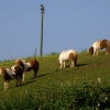 Shetland ponies at Malborough