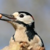 Woodpecker - with a liking for peanuts.