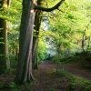 Knowle Green Woods