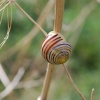 White Lipped Snail