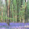 Bluebell Wood near Micheldever
