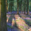 Shadows in the bluebell wood