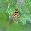 Hoverfly.....heliophilus trivittatus