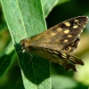 Speckled wood butterfly......pararge aegaria