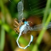 Spider and damselfly 6
