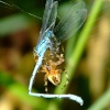 Spider and damselfly 9