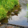 Ducks at Waddington