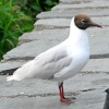 Blackheaded Gull in Summer plumage.