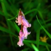 Pink Bluebell