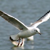 Blackheaded Gull juvenile flying over Herrington Ponds