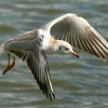 Blackheaded Gull juvenile at Herrington Ponds
