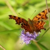 Butterfly, Rushbeds Wood, Wotton Underwood, Bucks