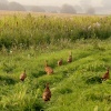 Pheasant Chicks.