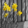 Daffodils, Steeple Claydon, Bucks