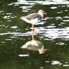 Red Shank.
