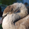 Juvenile Swan at Swithland Reservoir