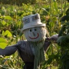 Attractively designed scarecrow, Steeple Claydon allotments, Bucks