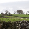 Sheep And Stone Walls.....