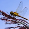 Dragonfly at Ludham