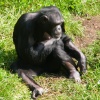 Monkey World