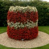 Begonia pillars