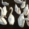 Lodham swans