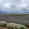 Storm over the lavender fields